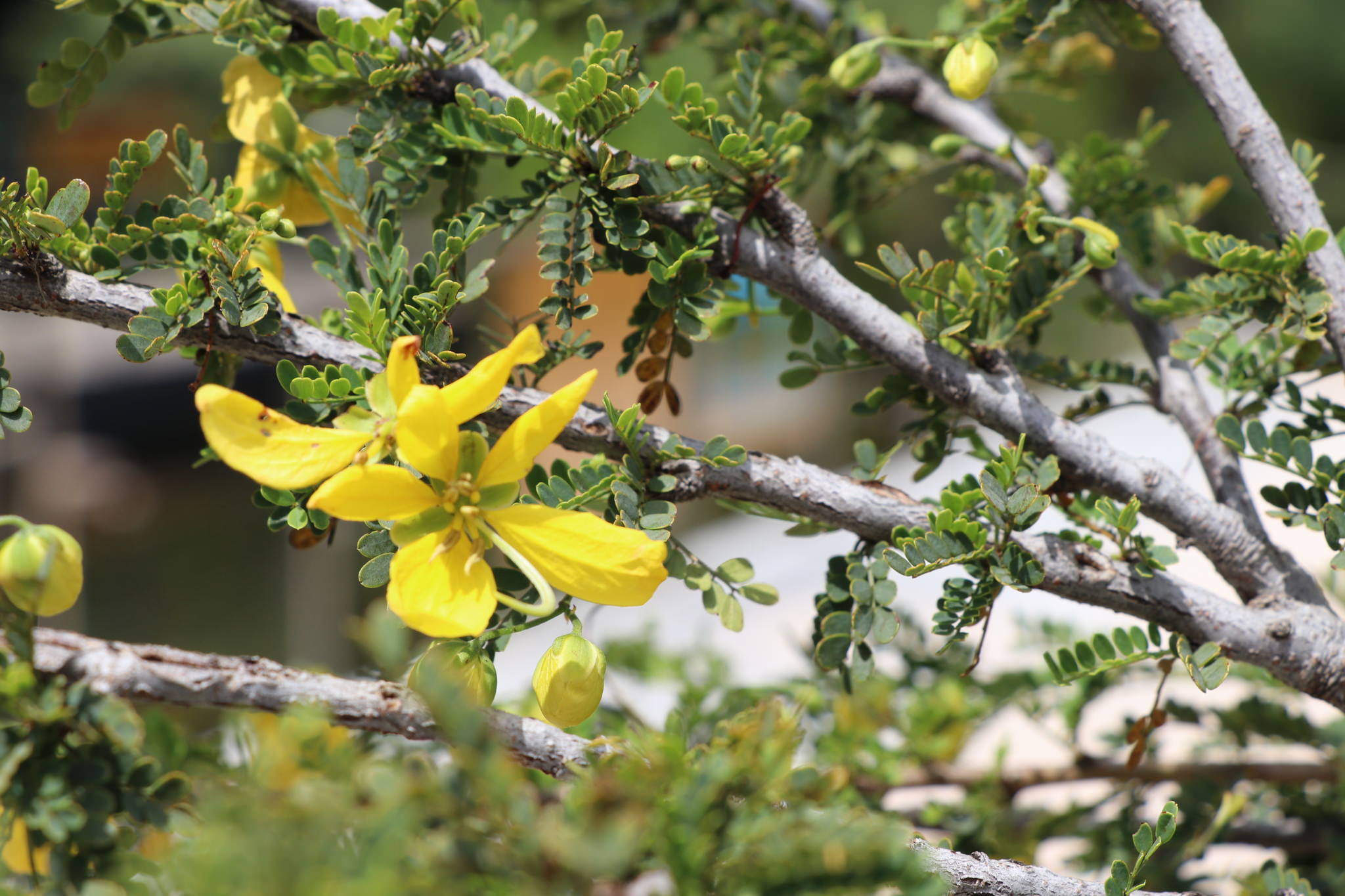 Senna polyphilla
